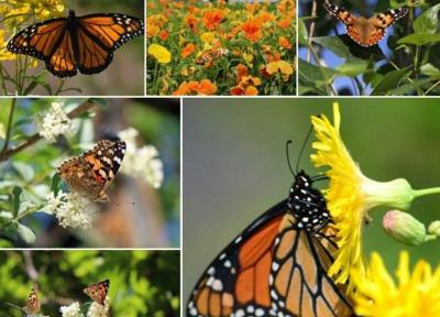 آسمان بیرجند این روزها رنگی است، پروانه های زیبارو آفت نیستند