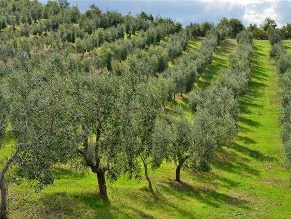 باغات باقیمانده تبریز به پارک تبدیل می شوند