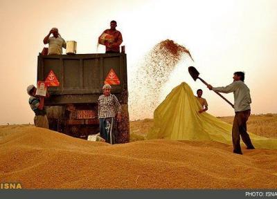 خرید گندم در همدان از مرز 347 هزار تن گذشت