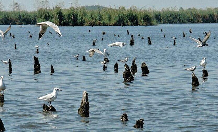 خطر آنفلوآنزا جدی است ، شکار پرندگان مهاجر ممنوع