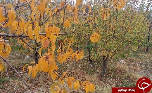 پاییز زیبای فردو به روایت تصویر