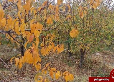 پاییز زیبای فردو به روایت تصویر