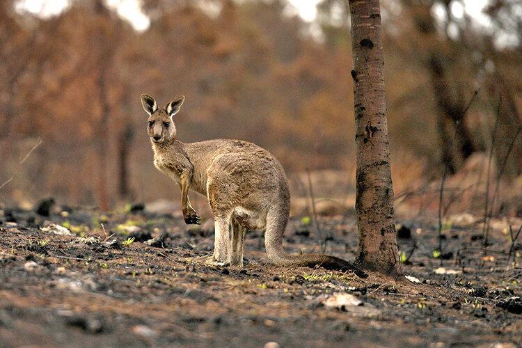فاجعه آتش سوزی استرالیا به روایت اعداد ، 800 میلیون حیوان و 10 میلیون هکتار مرتع