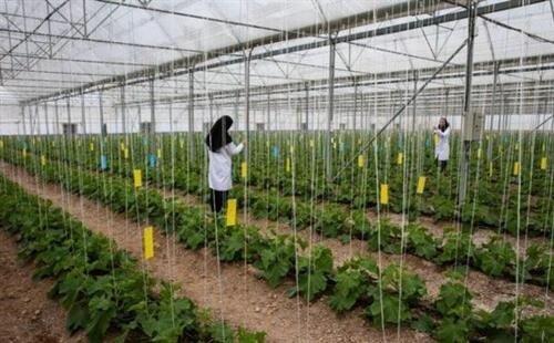 امسال 4000 شغل پایدار برای مددجویان کرمانشاه ایجاد کردیم سال جاری 4000 شغل پایدار برای مددجویان کرمانشاه ایجاد کردیم