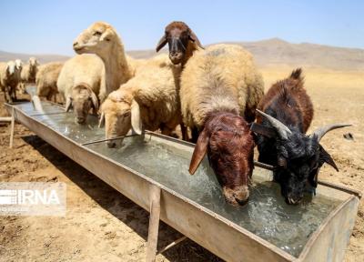 خبرنگاران تامین آب دام روستاییان خراسان شمالی بر دوش شرکت آب و فاضلاب