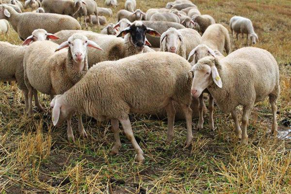 افزایش 50 درصدی جمعیت دام سبک نسبت به زمستان پارسال افزایش 50 درصدی جمعیت دام سبک نسبت به زمستان پارسال