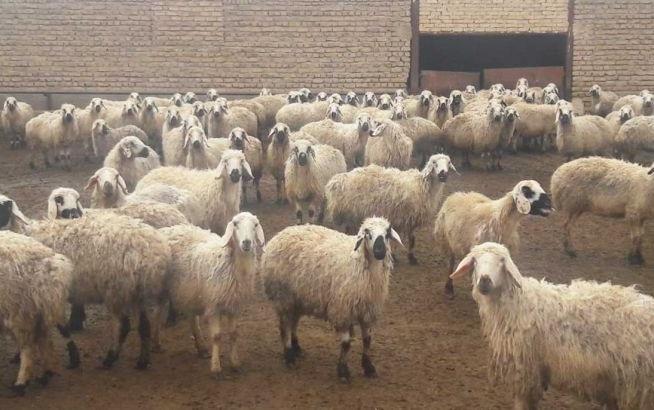 مازاد دام، تولید گوشت در سال آینده را با مشکل روبرو می کند مازاد دام، فراوری گوشت در سال آینده را با مشکل روبرو می نماید