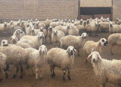 مازاد دام، فراوری گوشت در سال آینده را با مشکل روبرو می نماید