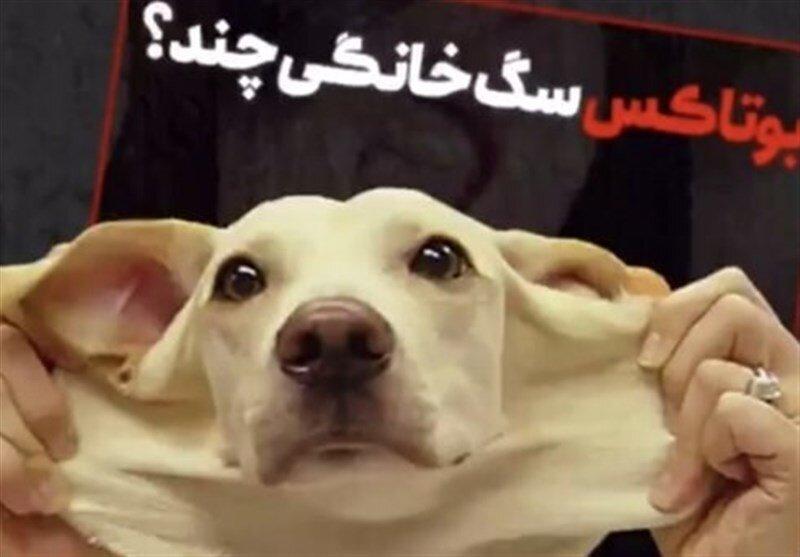 تکذیب عمل زیبایی حیوانات در ایران ، مگر می گردد پوزه سگ را عمل جراحی کرد؟