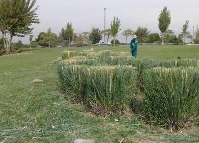 آغاز عملیات هرس و بازپیرایی درختان جنوب شهر