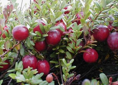 خواص کرن بری و لاغری
