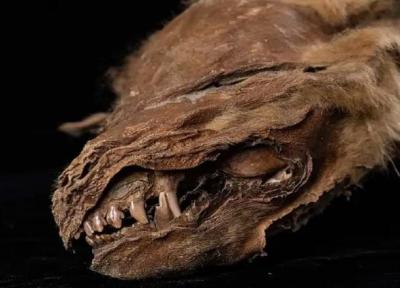 (تصویر) کشف توله گرگ مومیایی شده با قدمت 57 هزار ساله