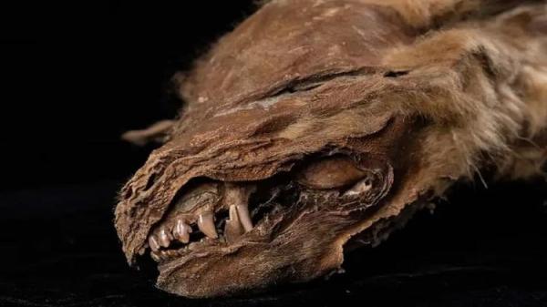 (تصویر) کشف توله گرگ مومیایی شده با قدمت 57 هزار ساله