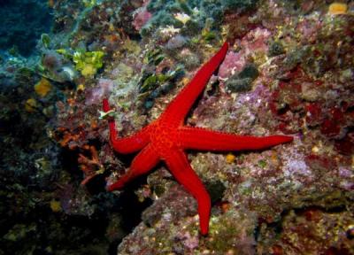 گرمای اقیانوس ها، قاتل ستاره های دریایی