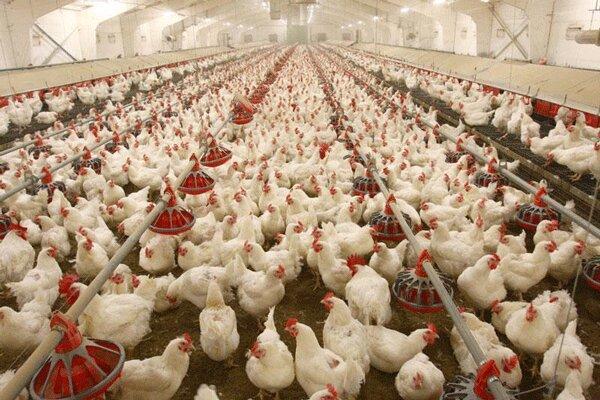 افزایش 35 درصدی فراوری گوشت مرغ