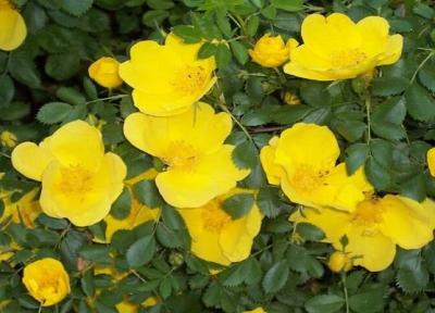 گیاهی که برای دستگاه گوارش به شدت معجزه می نماید