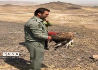 رهاسازی گونه های بهبودیافته حیات وحش در اولویت سازمان محیط زیست