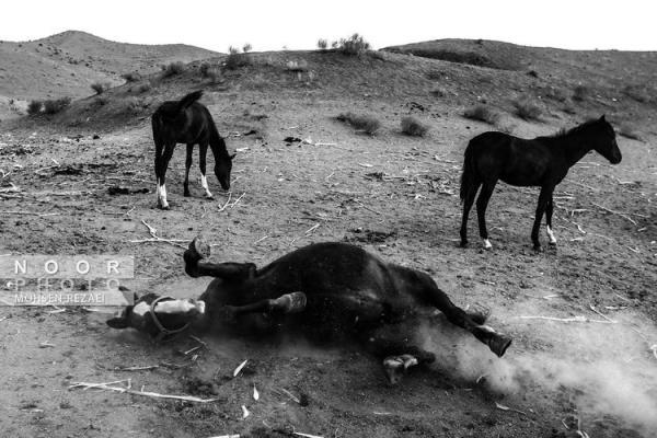 (تصاویر) صنعت بی افسار اسب ترکمن