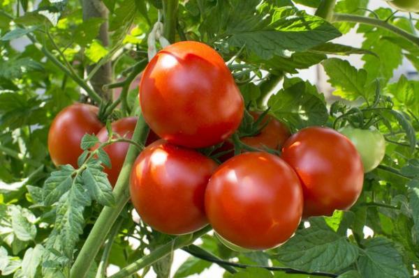 کاشت گوجه این بار در گلخانه آی تی کاشت گوجه این بار در گلخانه آی تی