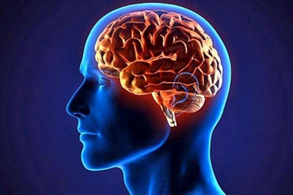 سه ماده غذایی خطرناک برای مغز انسان سه ماده غذایی خطرناک برای مغز انسان