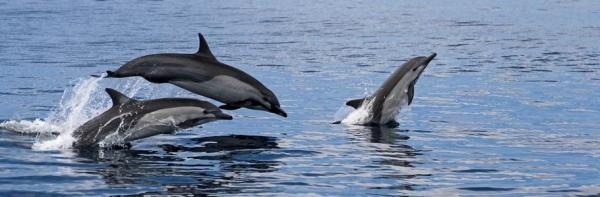 کانادا نگهداری و اسارت دلفین ها و وال ها را غیرقانونی اعلام می نماید