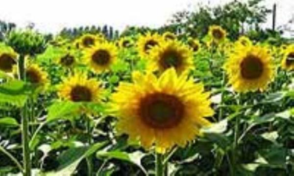 خواص تخم آفتابگردان خواص تخم آفتابگردان