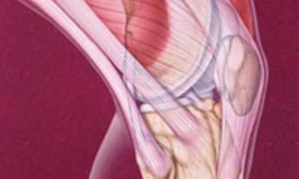 چرا عضلات می گیرند؟