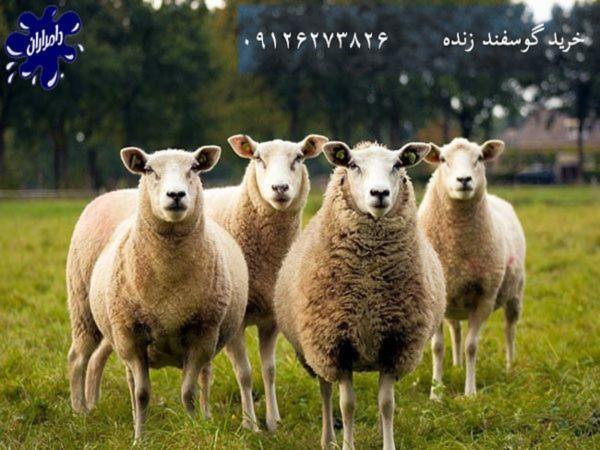 گوسفند بخریم یا نخریم؟