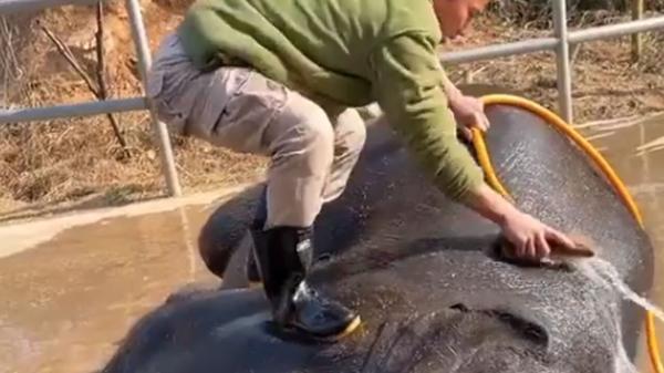 طراحی سقف شیروانی ویلا: لحظه شستن فیل در باغ وحش