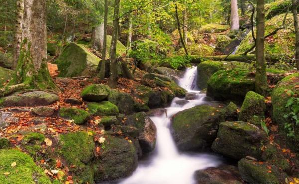 جنگل سیاه آلمان Black Forest