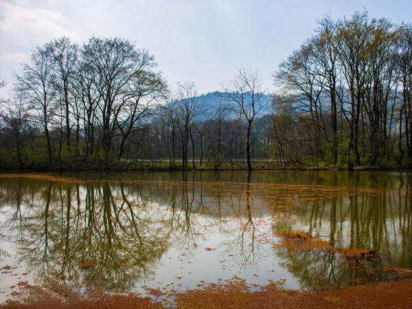 تالاب سوستان گیلان، سفر به سرزمین نیلوفرهای آبی